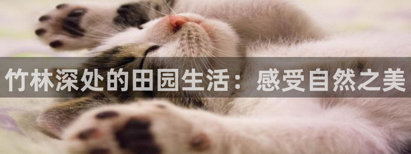 必一体育网页