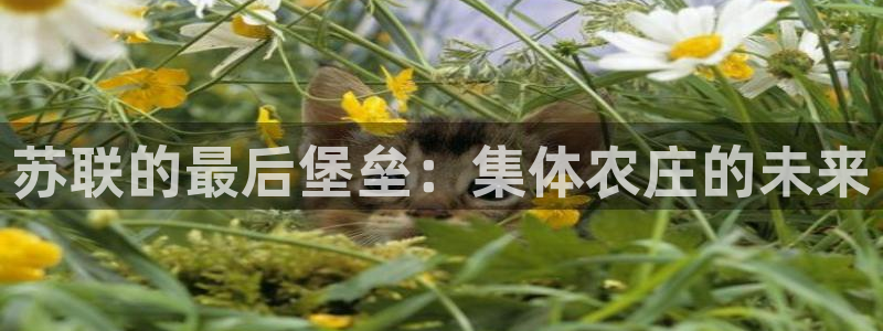 必一体育下载移动版