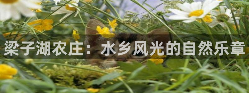 必一体育官方网站入口